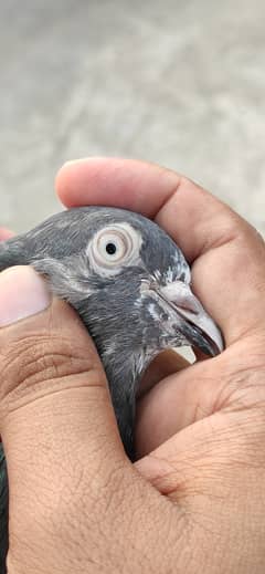High Flyer Pigeons Pairs