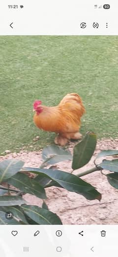 bantam hens for sale