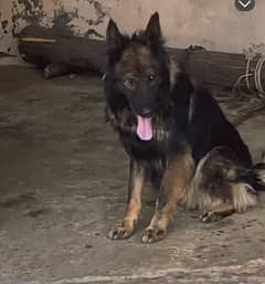 German shaped 4 years age male full padgary with files