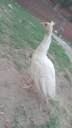 Paper white Peacock Chick for sale.