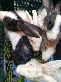 Rabbits Male& Females