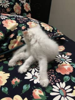 Persian kitten cute
