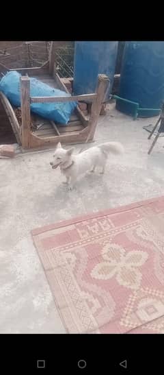 Russian female dog available for sale