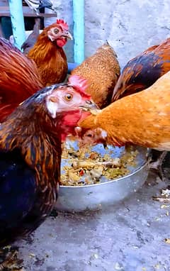 "Healthy Desi Hens for Sale – Egg Laying"