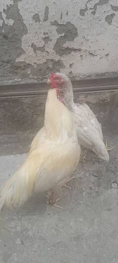 asel hen jora sale