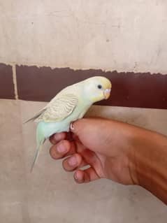 budgie available