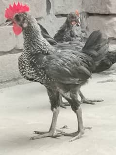 Austrolorp RIR