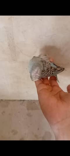 budgie