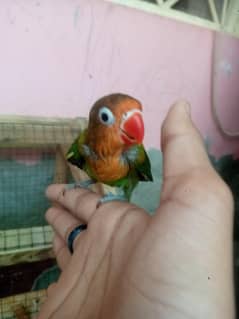 love bird