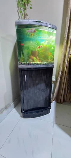 fish ekoriam