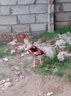 aseel mianwali