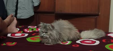 Persian cat for sale