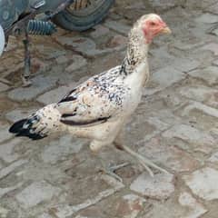 Hen for sale