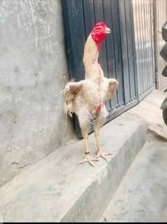 White shamo