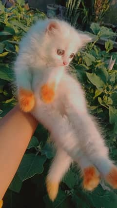 Pure