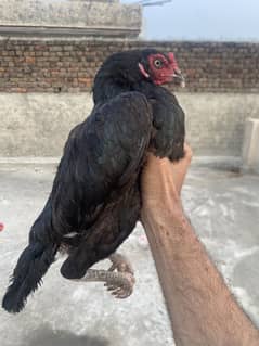 Mushki madi hn dono lassani cross ma ha phatiyan hn