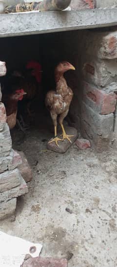 Aseel hen