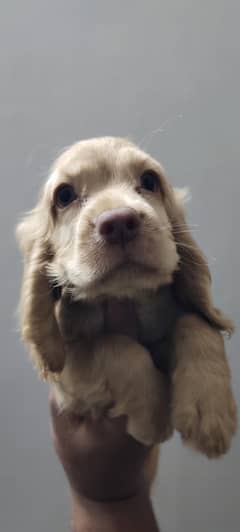 American cocker Spanial female puppy available for sale