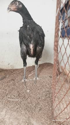 Black shamo male 03232216041