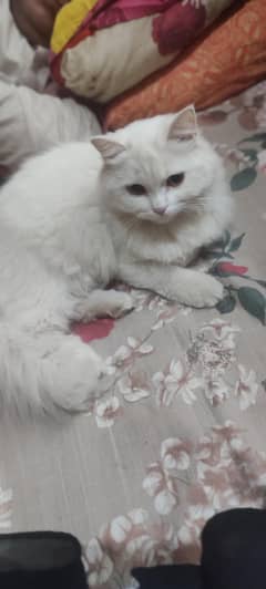 SNOW WHITE Persian double coated Cat