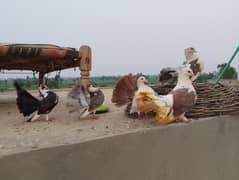 لکے کبوتر