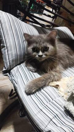 pure Persian female cat