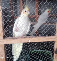 cocokatiel or Love brid paír for sale 03338248906