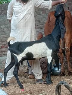 Betal Gaban Phat Sale Confram 3 Month Ki Pregnant