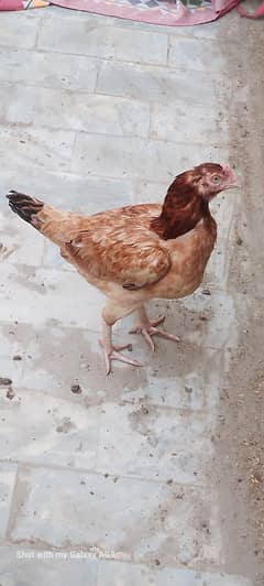 Sindhi
