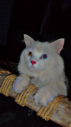 Persian