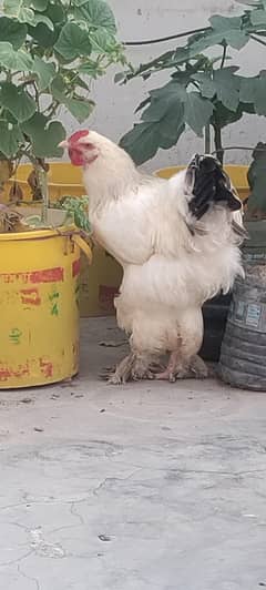 White Silkie Male | Light Columbian Brahma Cross Male | Murgha Only