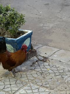  Healthy Roosters for Sale – 2 Young & 1 Mature 