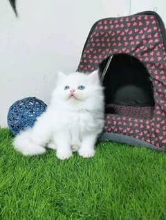 PERSIAN KITTEN FOR SALE ONLY CONTACT WHATUP 03292450497