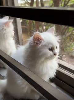 Persian kittens pure whilew