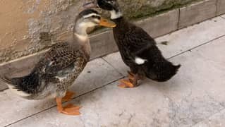 Fancy Duck Pair , 2 Ducks, Beautiful Healthy , Fancy & Attractive