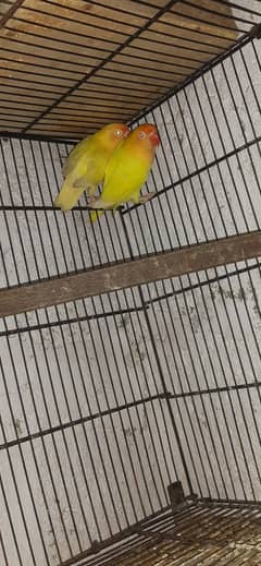 Crimino opline and decino pair