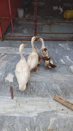 Duck ( Batakh } For sale
