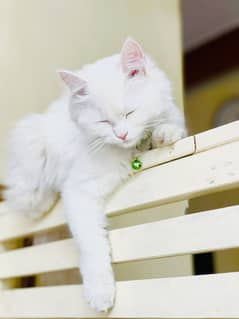 Pure White Persian Cat Fully Vaccinated and Trained