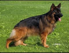 German shepherds male for stud