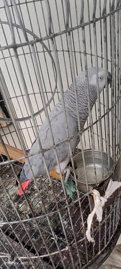 African grey parrot fit and healthy