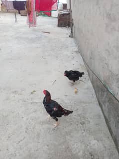 Aseel pair