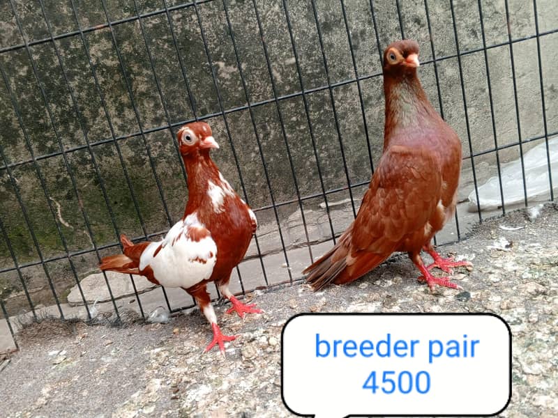 fancy pigeon | kabutar| Jacobin|  frillback saddle | amarican fantail| 2