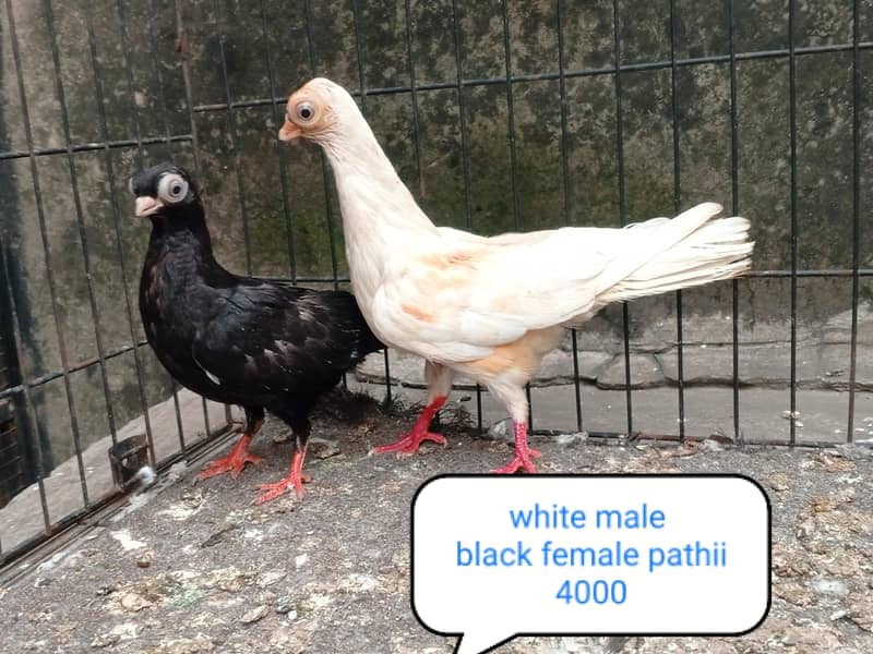 fancy pigeon | kabutar| Jacobin|  frillback saddle | amarican fantail| 8