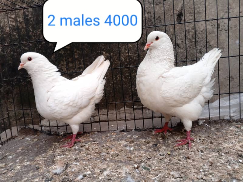 fancy pigeon | kabutar| Jacobin|  frillback saddle | amarican fantail| 11