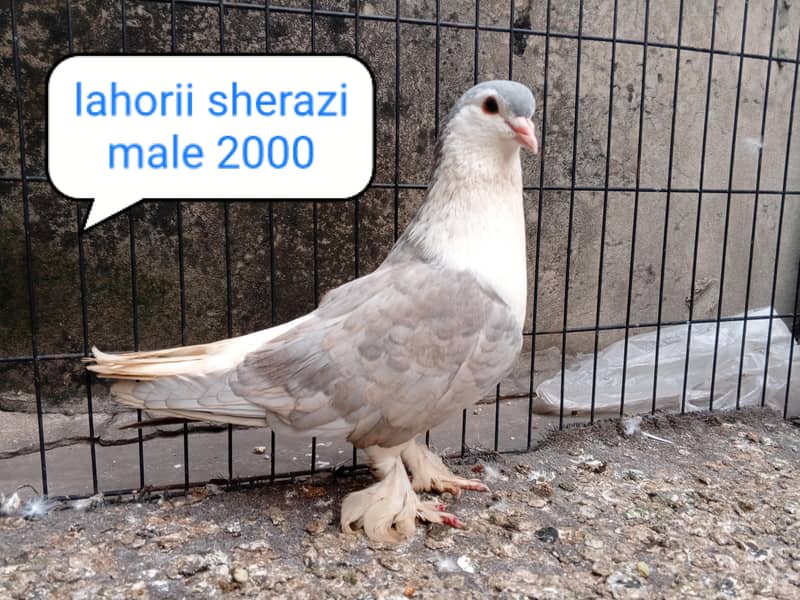 fancy pigeon | kabutar| Jacobin|  frillback saddle | amarican fantail| 18