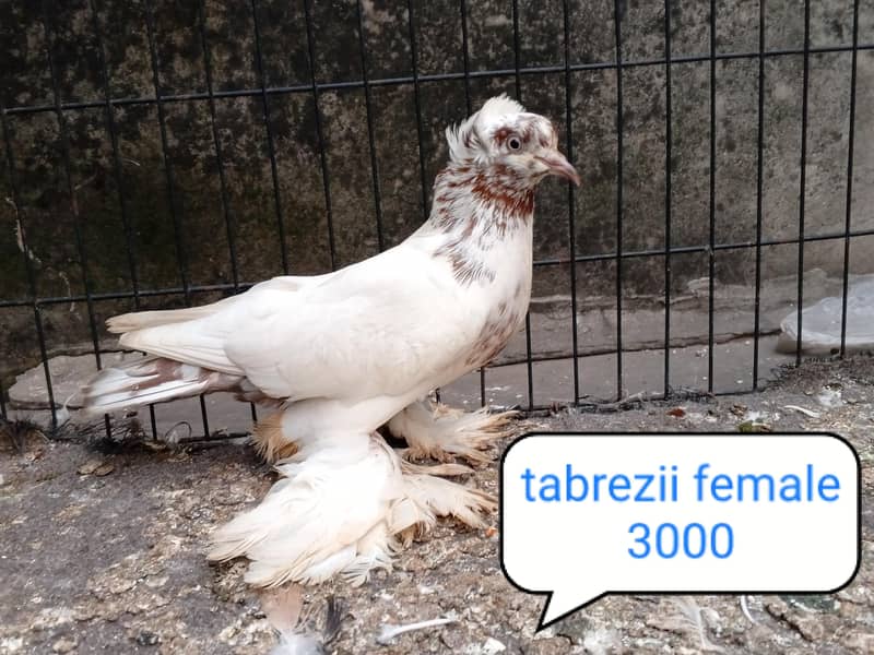 fancy pigeon | kabutar| Jacobin|  frillback saddle | amarican fantail| 19