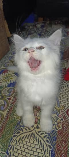 Beautiful Persian Kitten 