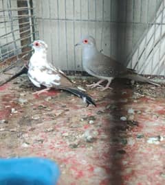 Diamond Pied Pair