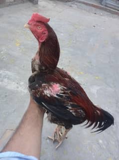 miawaali