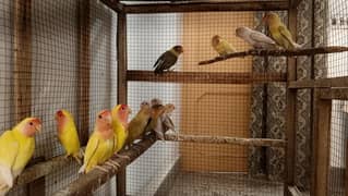 Colorlovebirds available